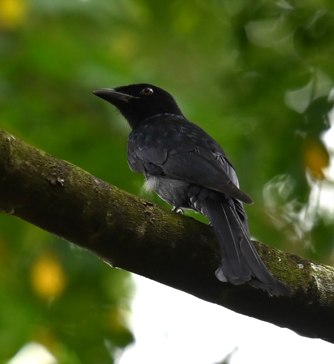Crow-billed Drongo - ML645918149