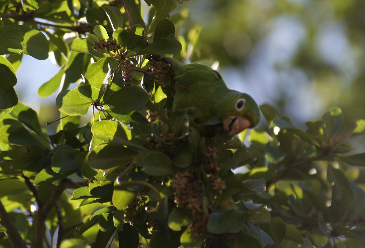 aratinga hispaniolský - ML645918150