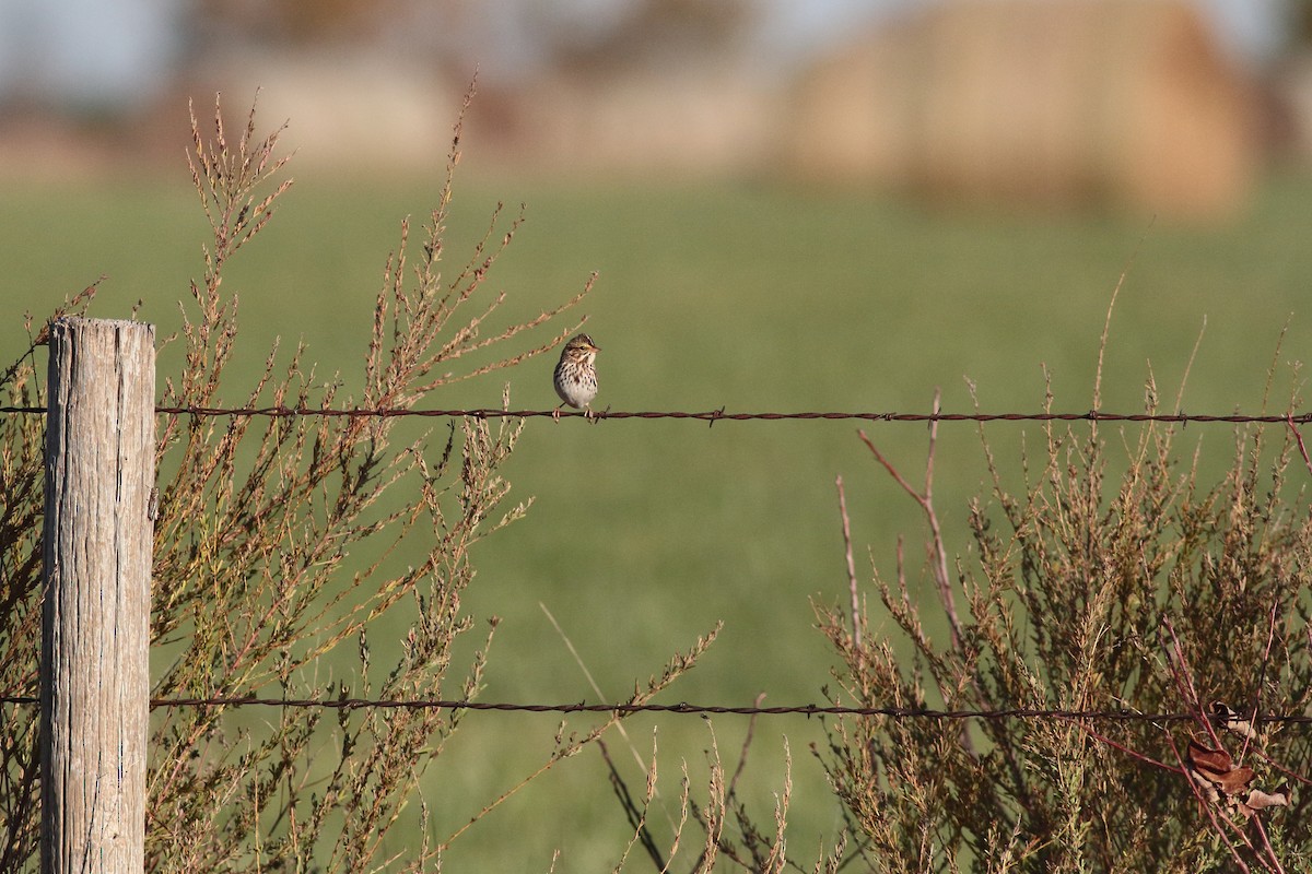 גיבתונית ערבות - ML645918157