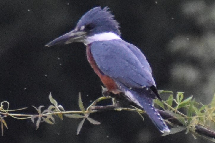 Ringed Kingfisher - ML645918159