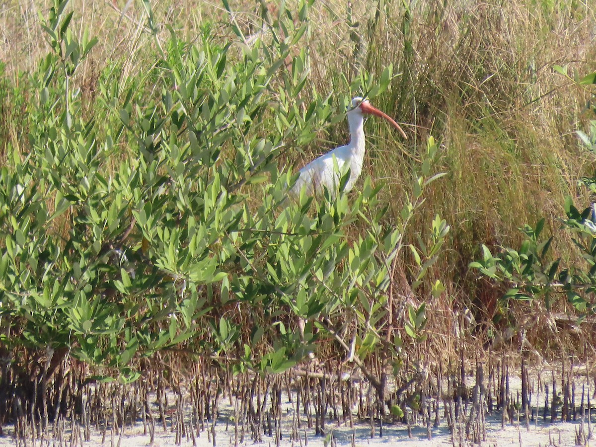 White Ibis - ML645918165