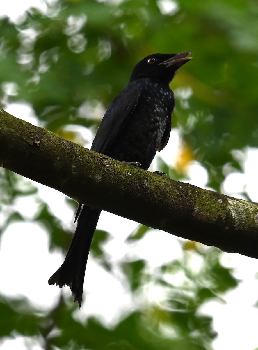 Crow-billed Drongo - ML645918166