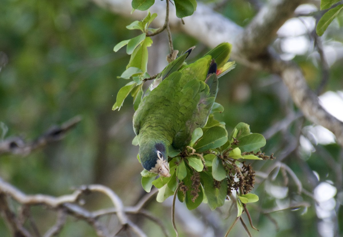 amazoňan haitský - ML645918167