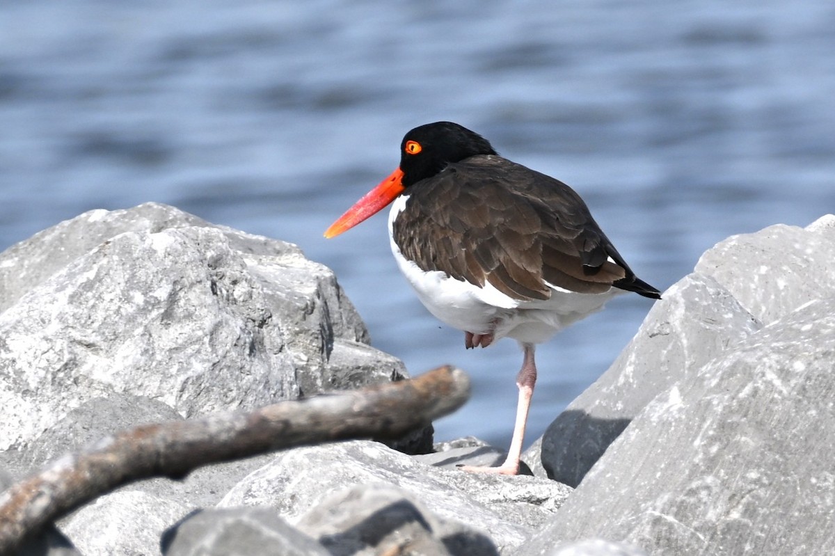שלצדף אמריקני - ML645918168