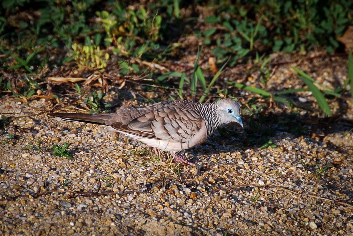 Peaceful Dove - ML645918171