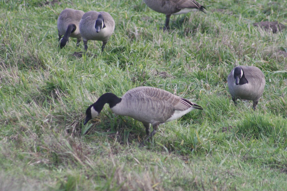 ברנטה קנדית - ML645918174