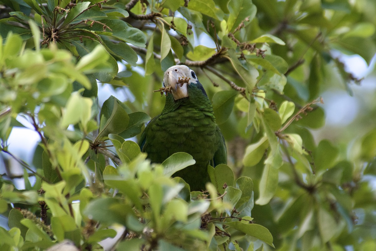 amazoňan haitský - ML645918175