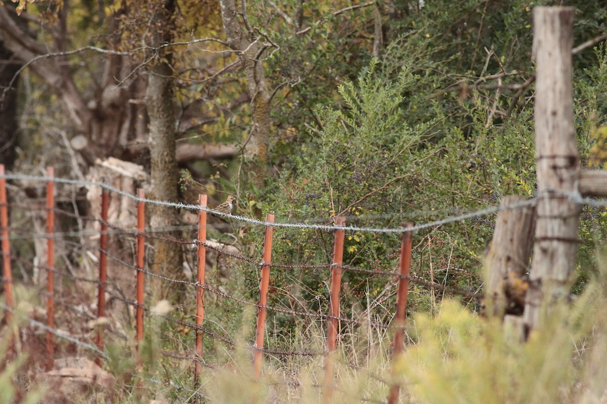 Harris's Sparrow - ML645918178