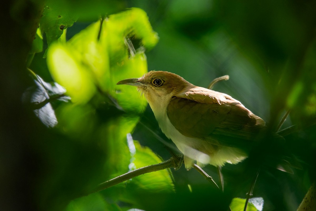 kukačka černozobá - ML645918179