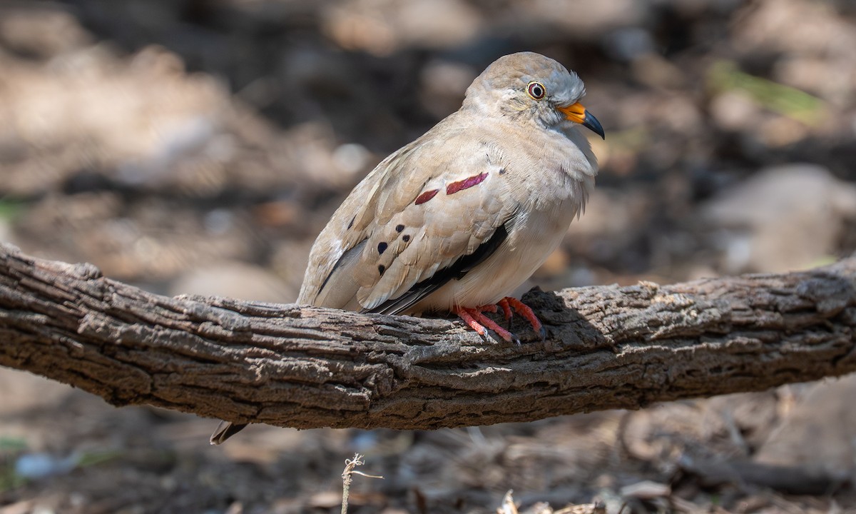 Croaking Ground Dove - ML645918182