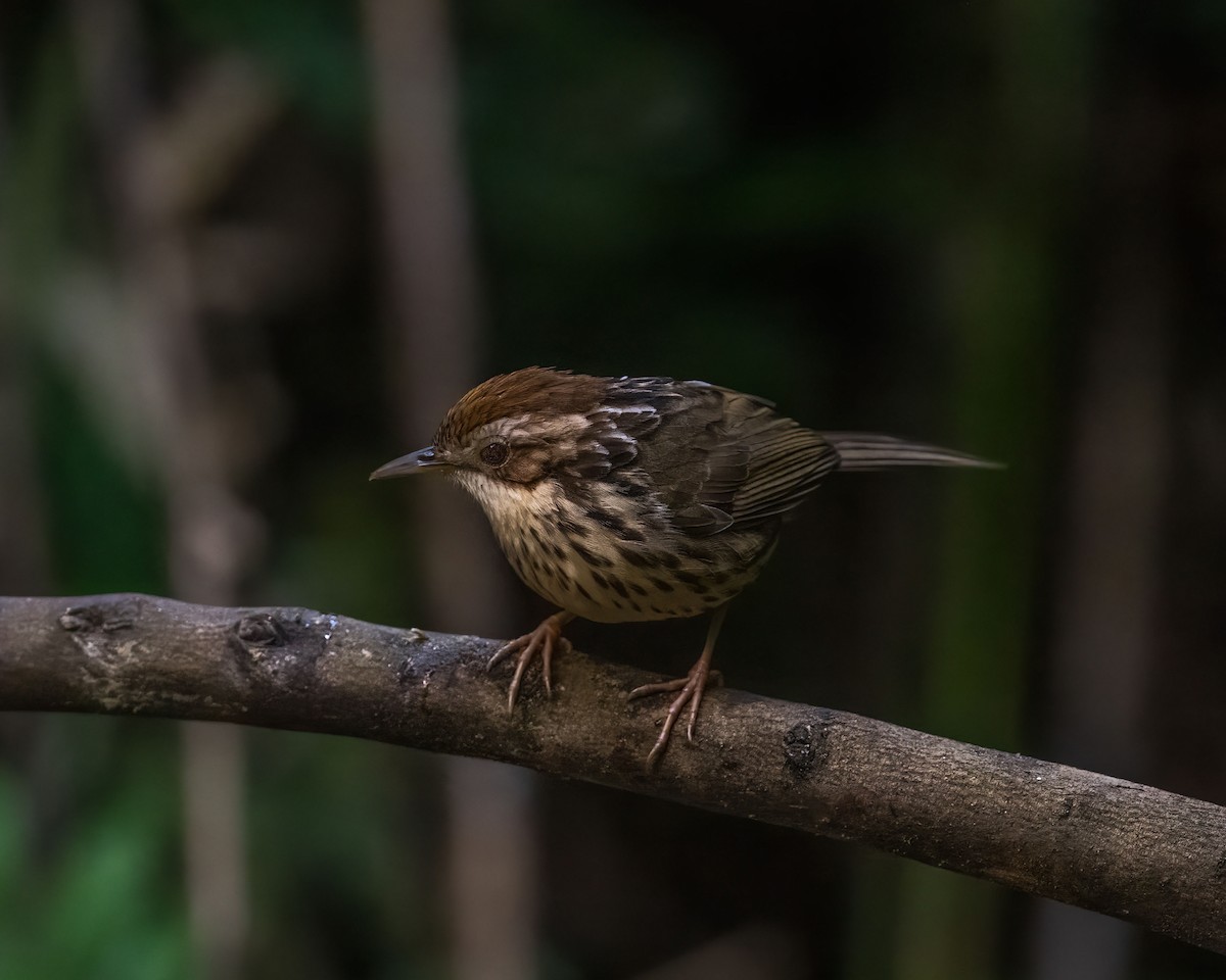 Puff-throated Babbler - ML645918183