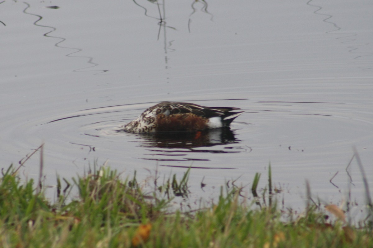 מרית צפונית - ML645918185