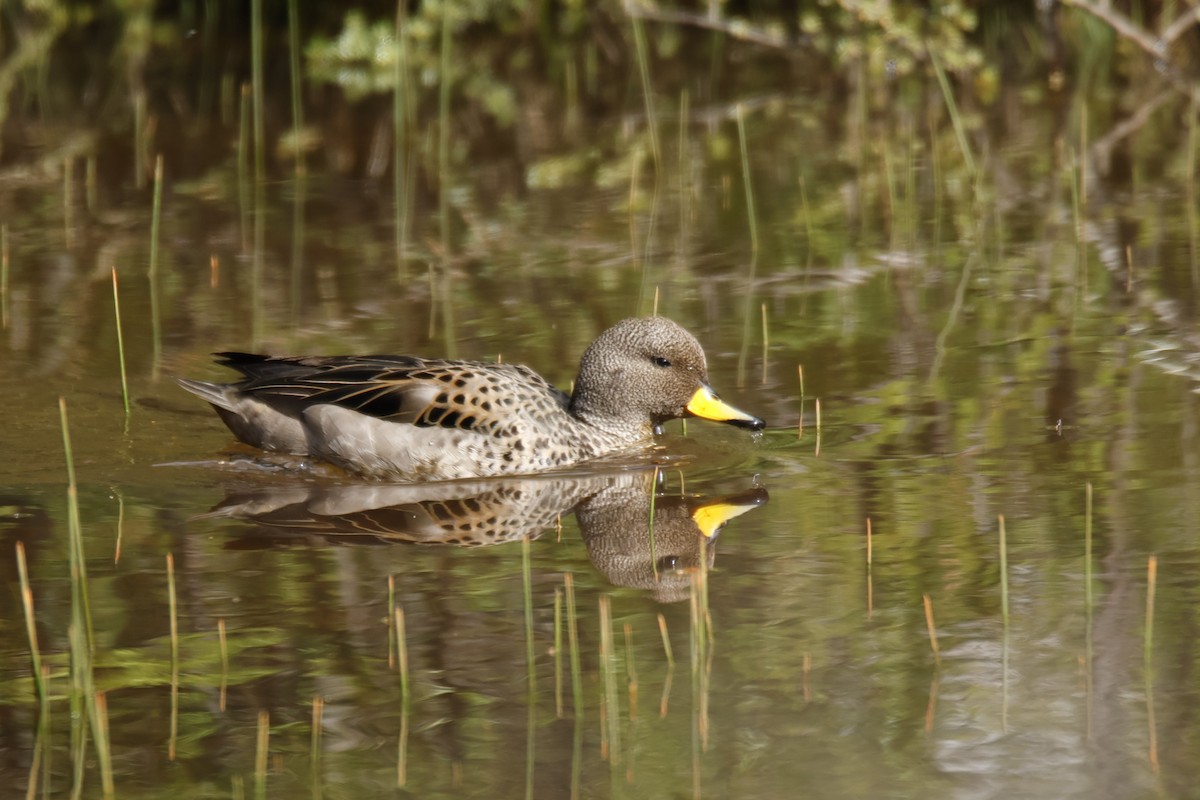 Yellow-billed Teal - ML645918200