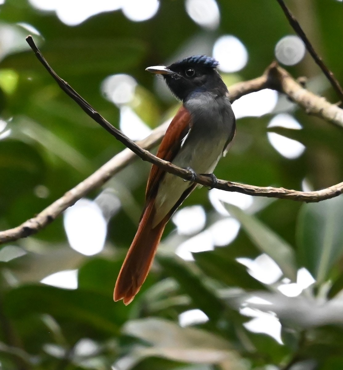 Амурская райская мухоловка - ML645918201