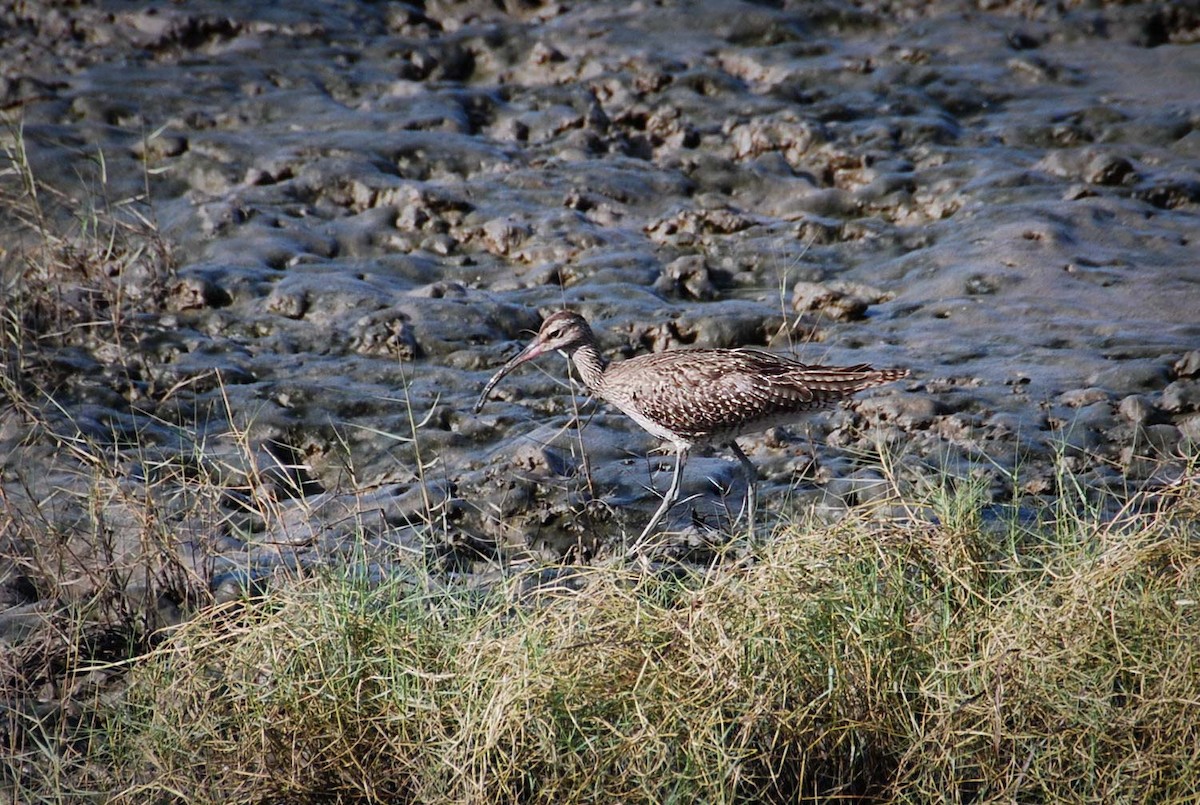 Chiurlo piccolo - ML645918205