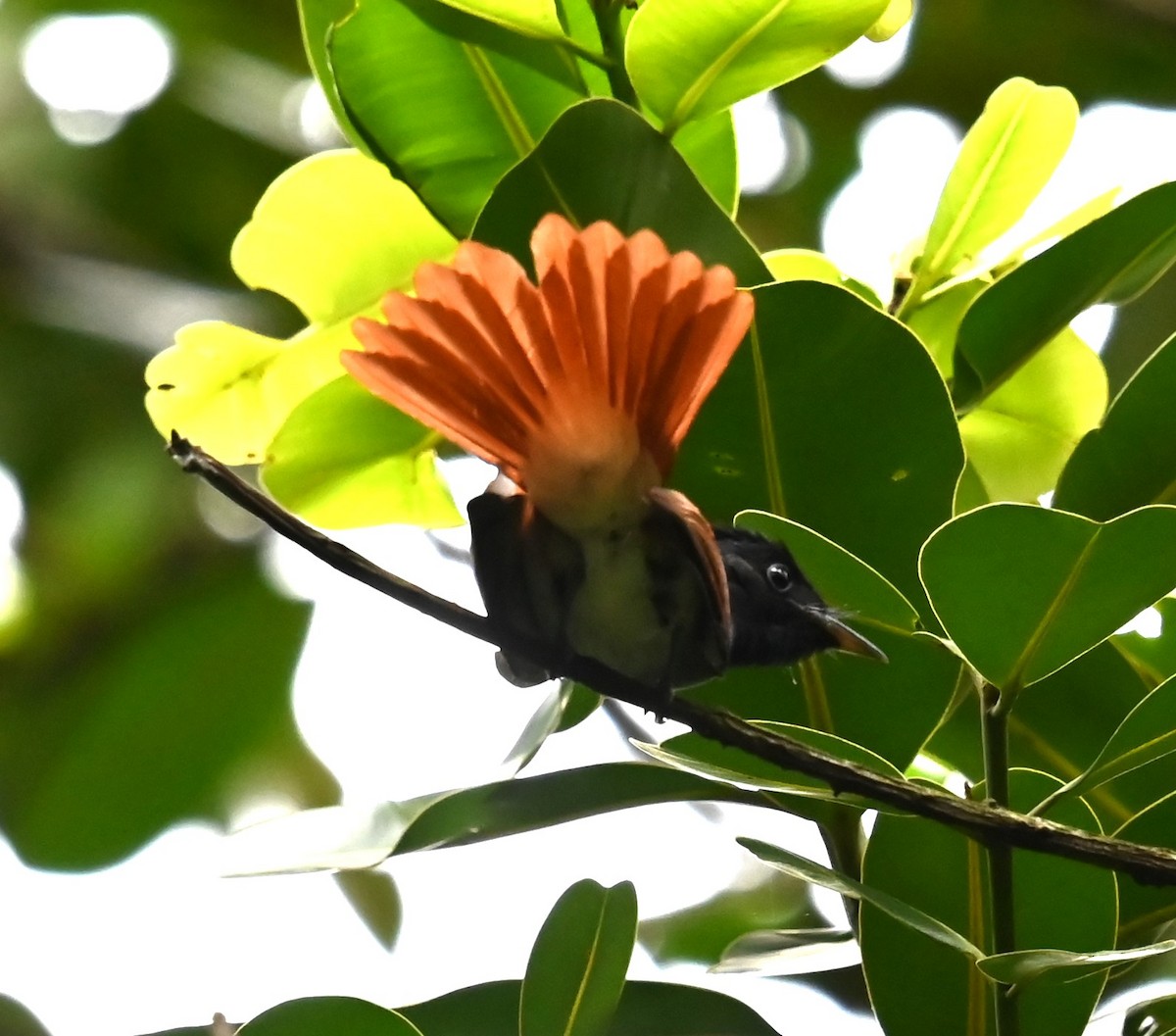 Амурская райская мухоловка - ML645918216