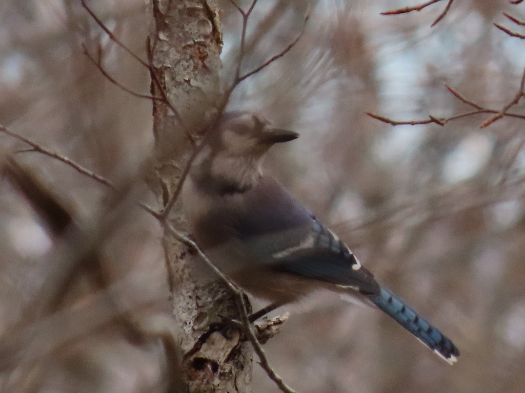 Blue Jay - ML645918217