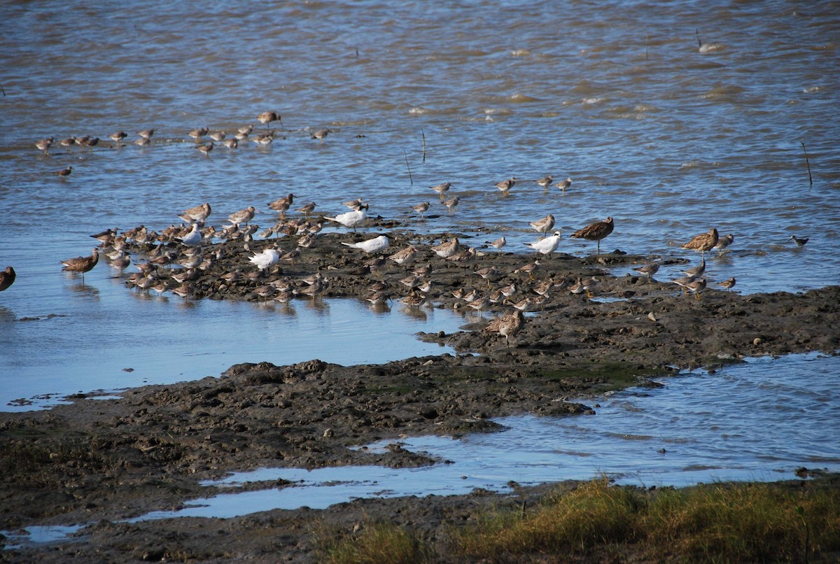 Australian Tern - ML645918236