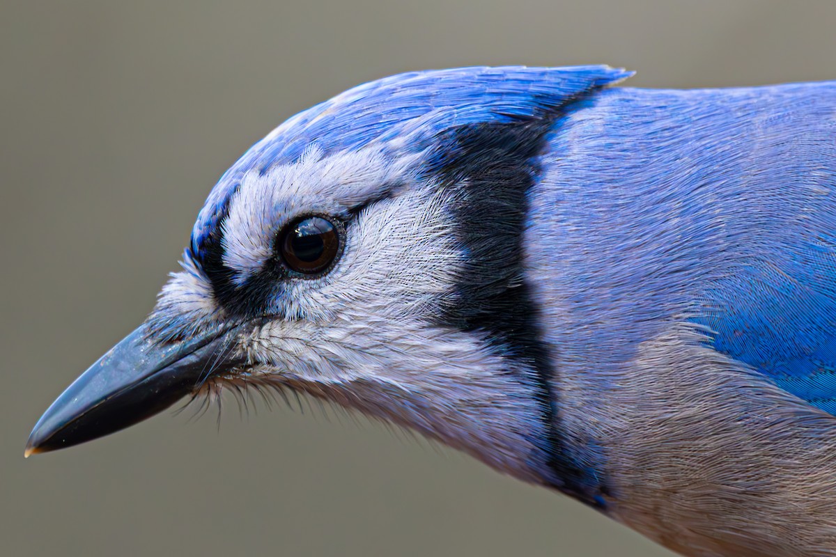 Blue Jay - ML645918237