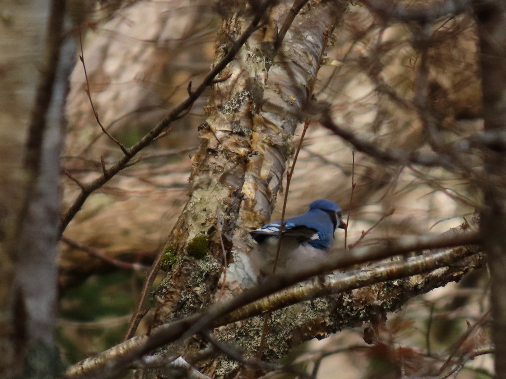 Blue Jay - ML645918241