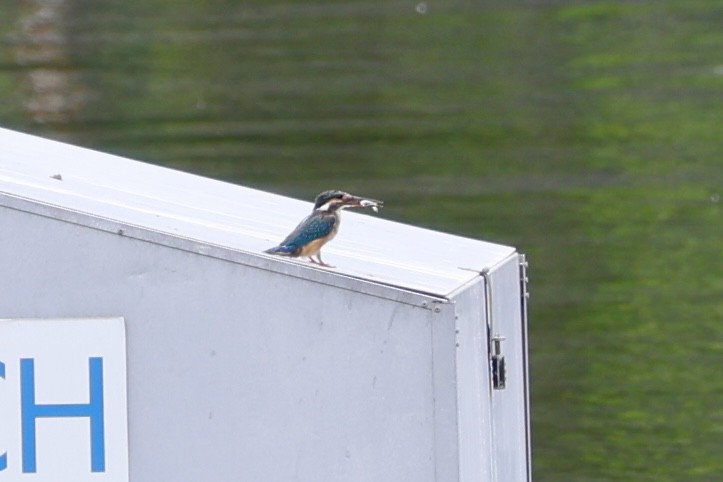 Зимородок - ML645918242