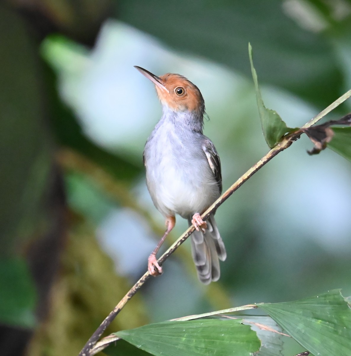 Пепельная портниха - ML645918247