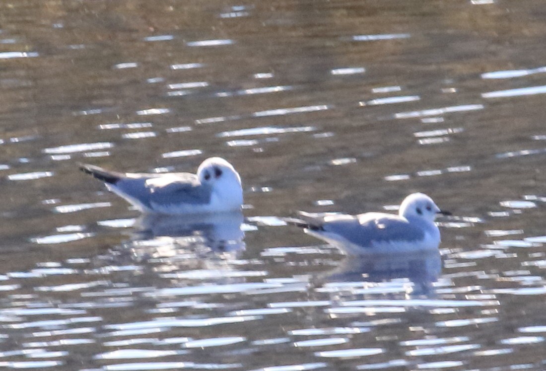Gaviota de Bonaparte - ML645918248