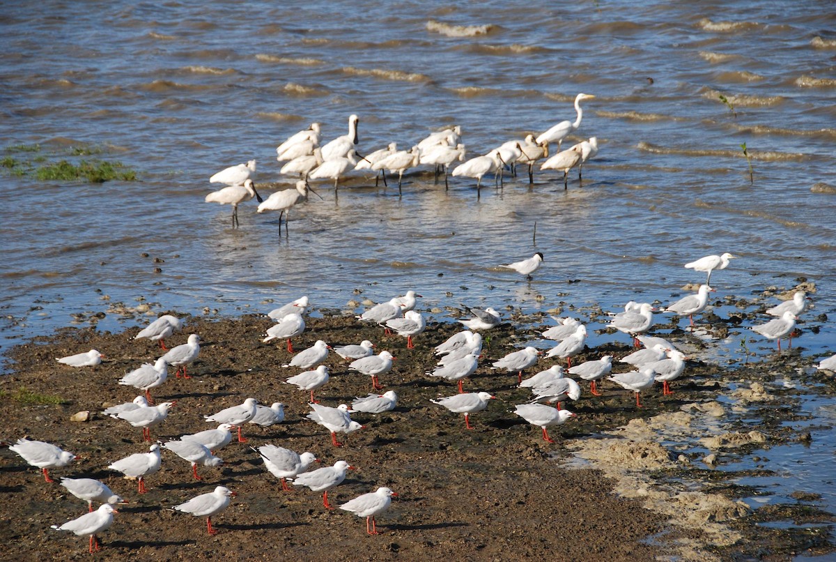 Silver Gull - ML645918253