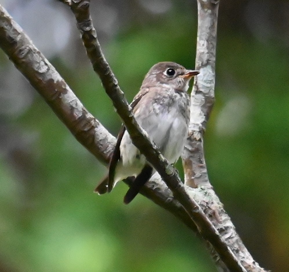 Сибирская мухоловка - ML645918276