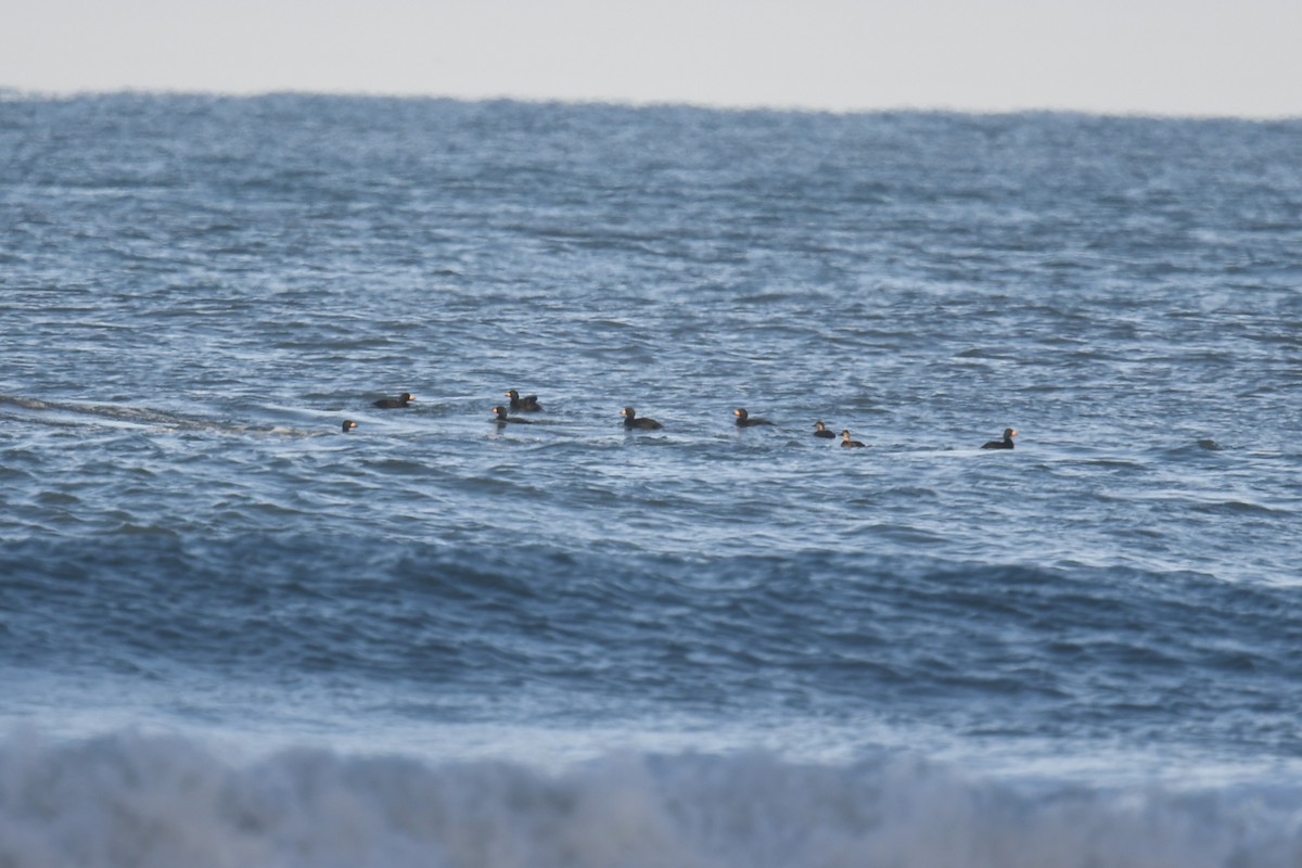 Macreuse à bec jaune - ML645918288