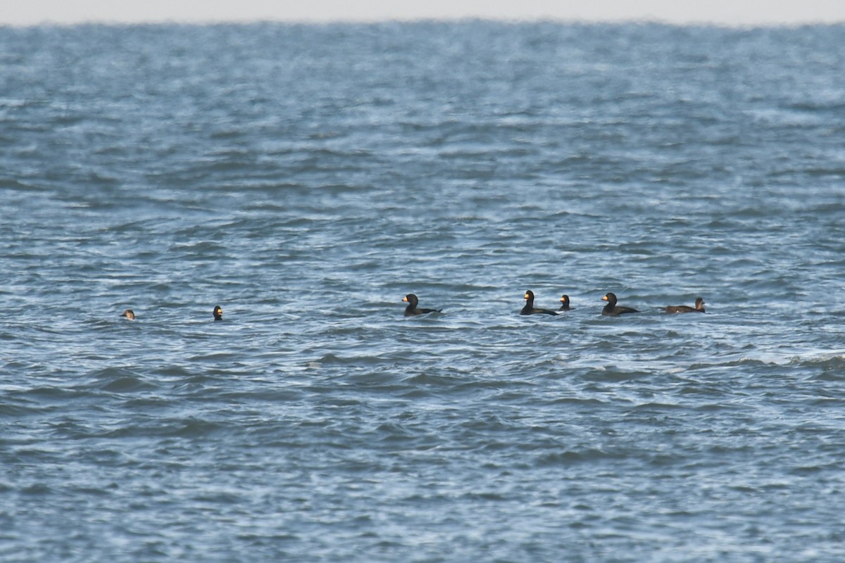 Macreuse à bec jaune - ML645918289