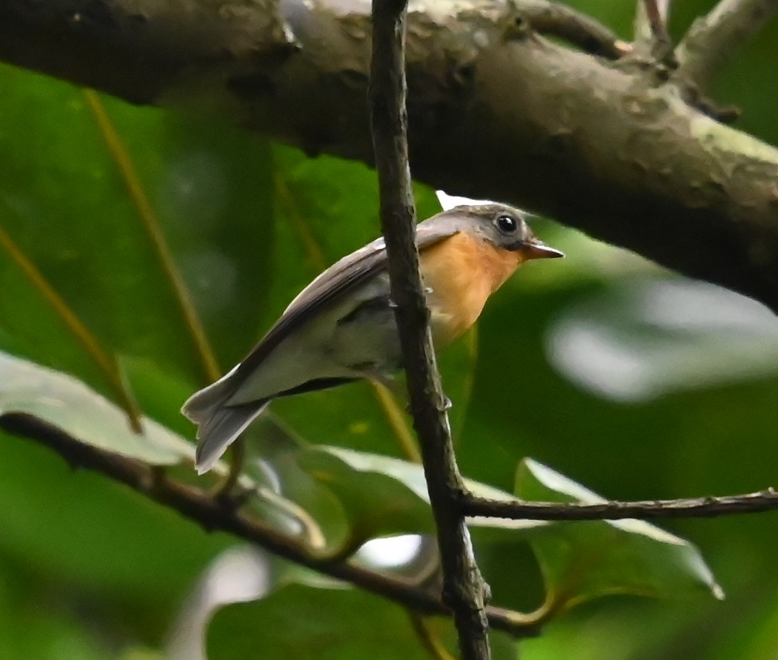 Таежная мухоловка - ML645918291