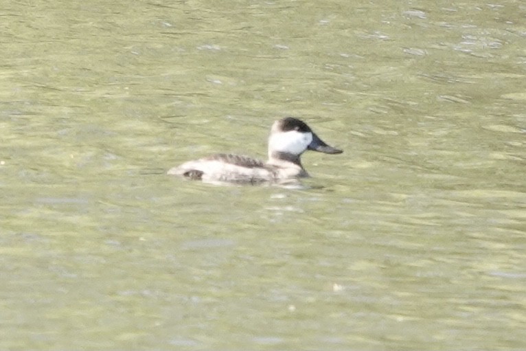 Schwarzkopf-Ruderente - ML645918292