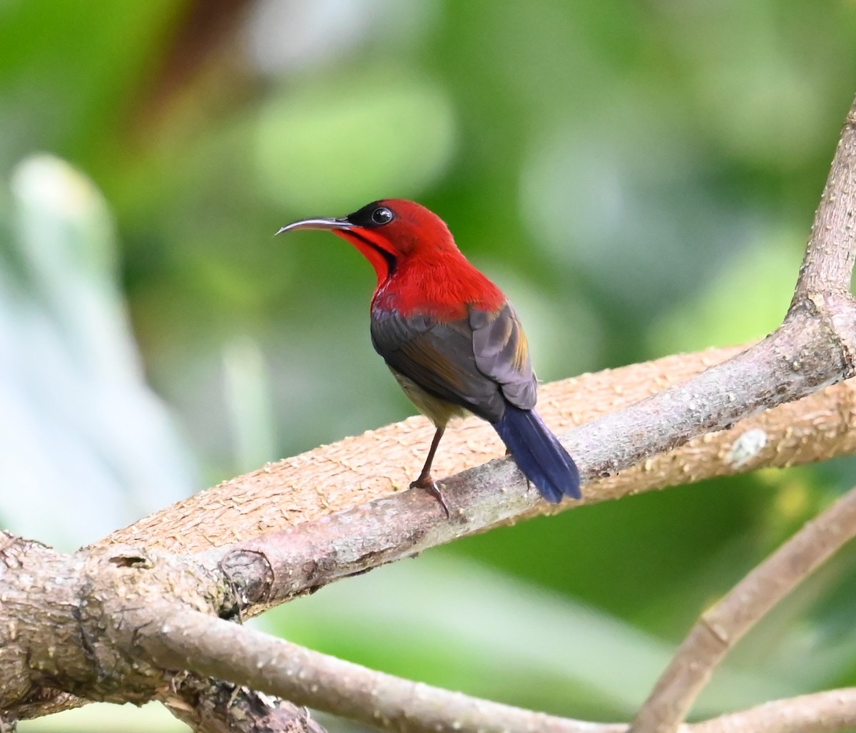 Рубиновая нектарница - ML645918299