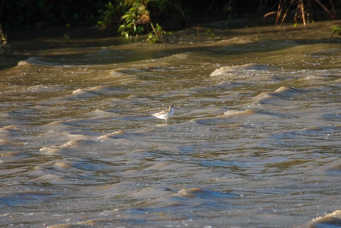 ソリハシシギ - ML645918305