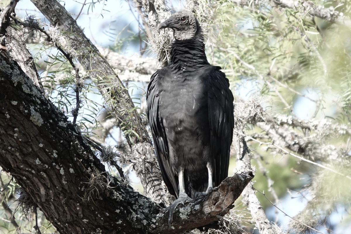 Катарта чорна - ML645918309