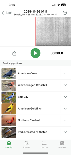White-winged Crossbill - ML645918310