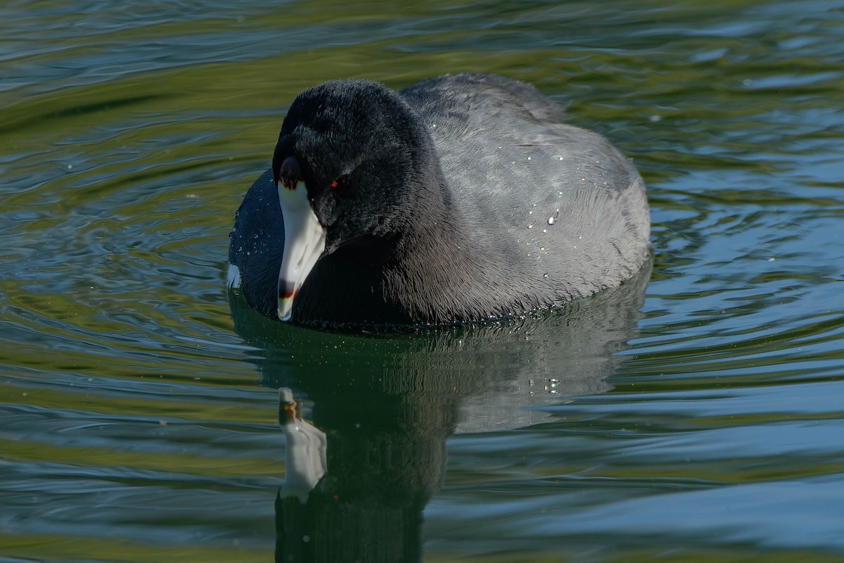American Coot - ML645918320