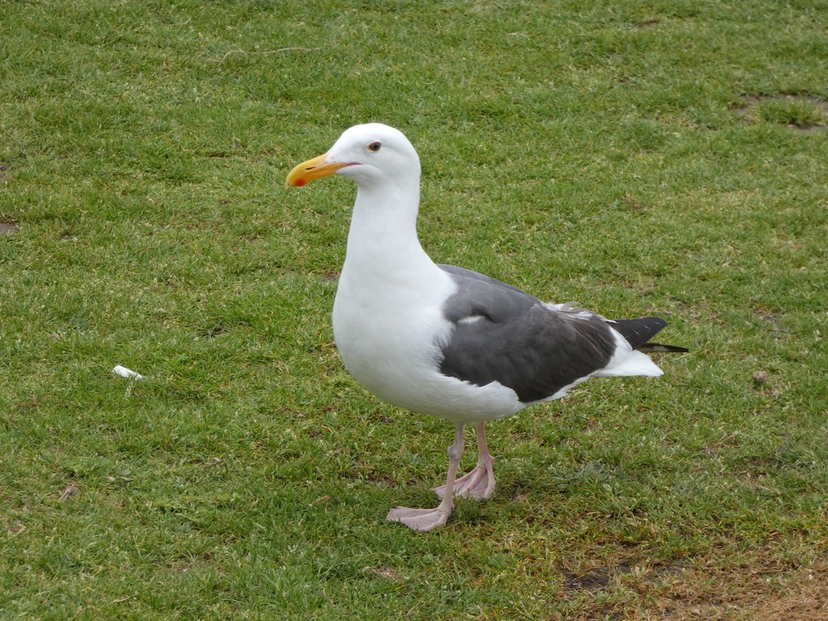Gaviota Occidental - ML645918325