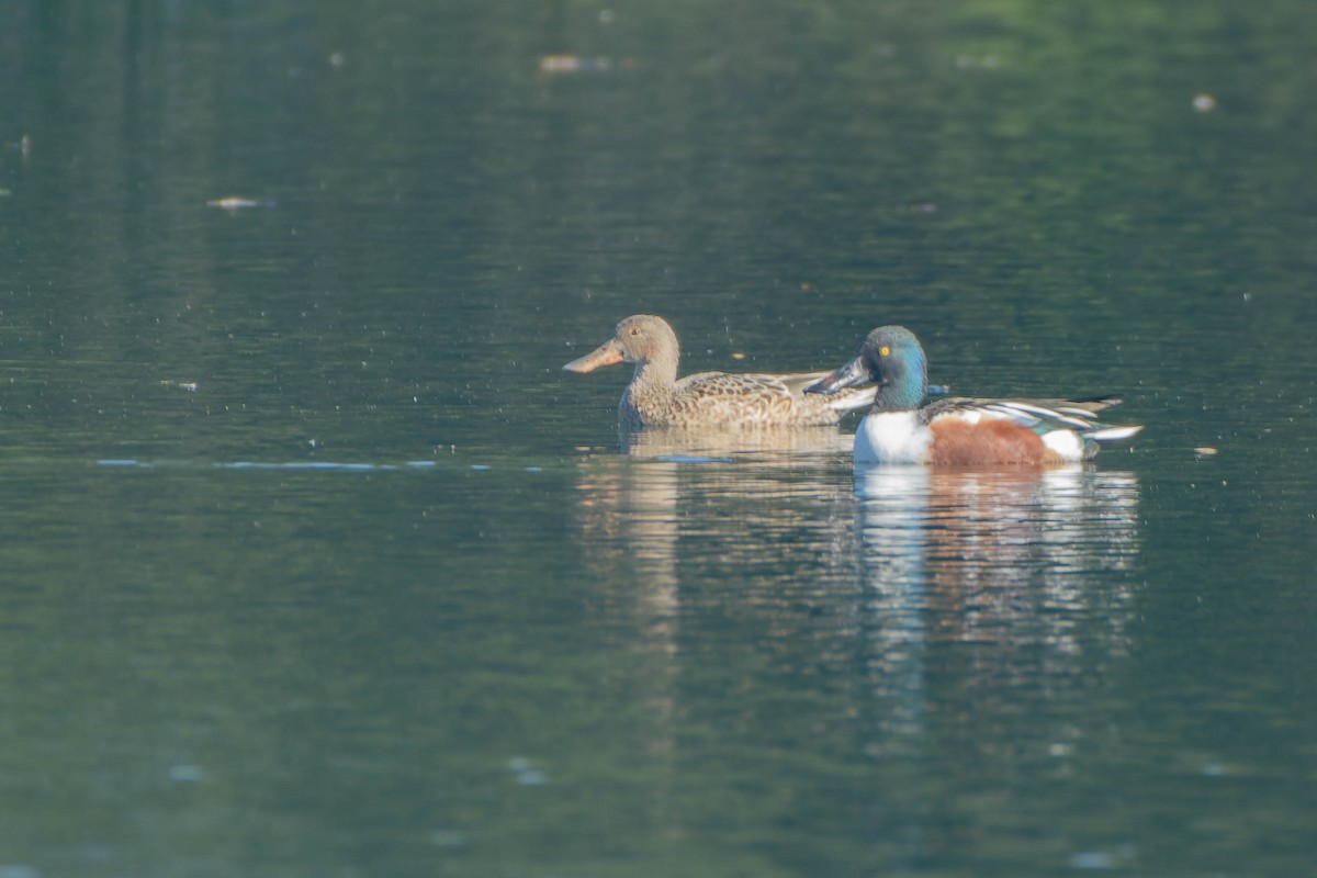 Mestolone - ML645918330