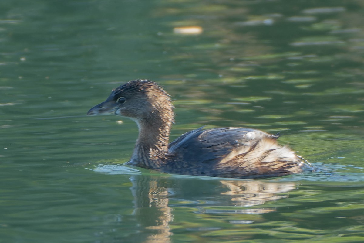 Pied-billed Grebe - ML645918342