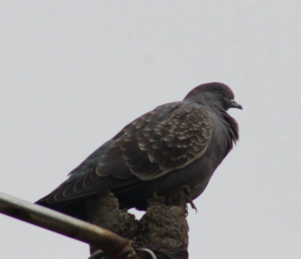 Spot-winged Pigeon - ML645918343
