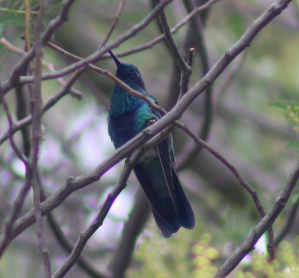 Сверкающий фиалкоух - ML645918348