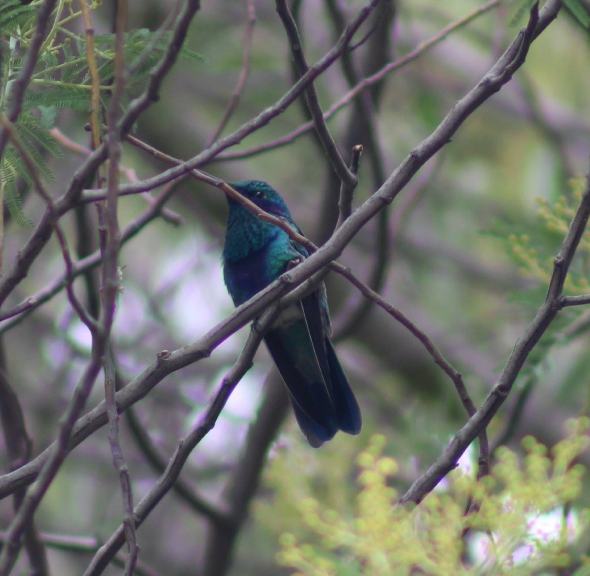 Сверкающий фиалкоух - ML645918349