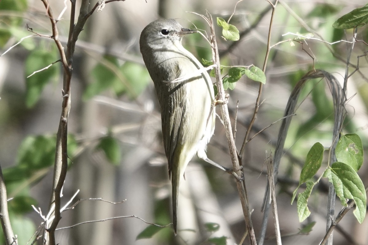 Рыжешапочная древесница - ML645918350