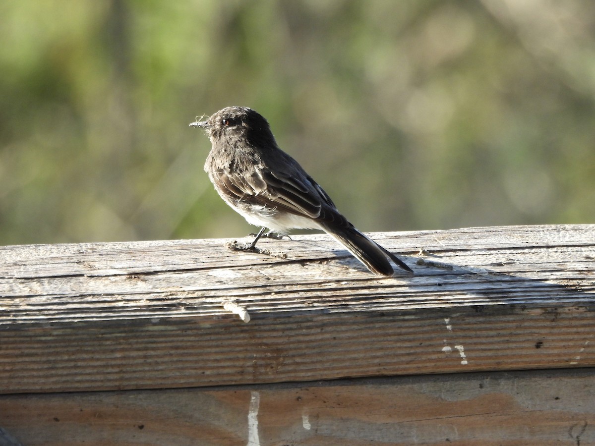 Чёрный фиби - ML645918351