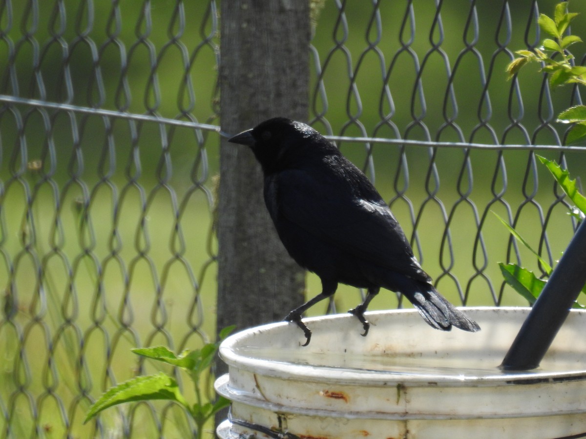 Крикливый трупиал - ML645918352