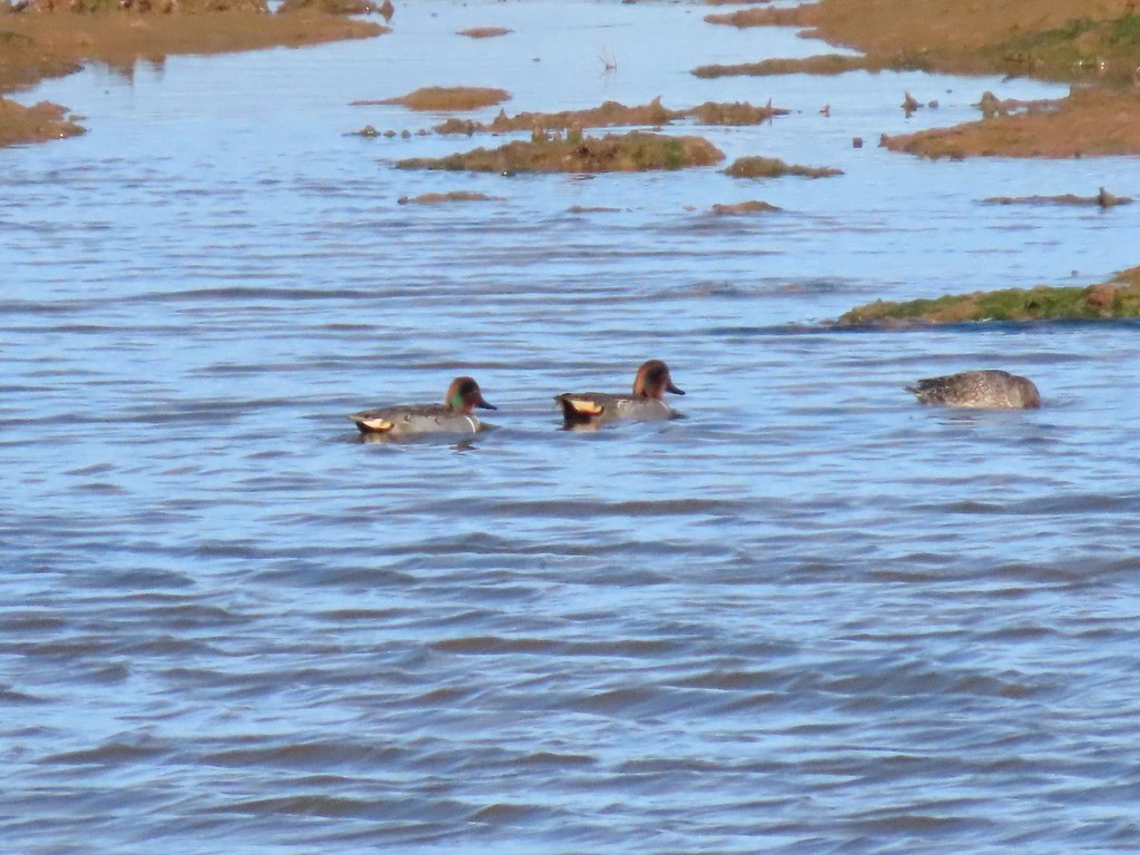 Чирок-свистунок - ML645918353