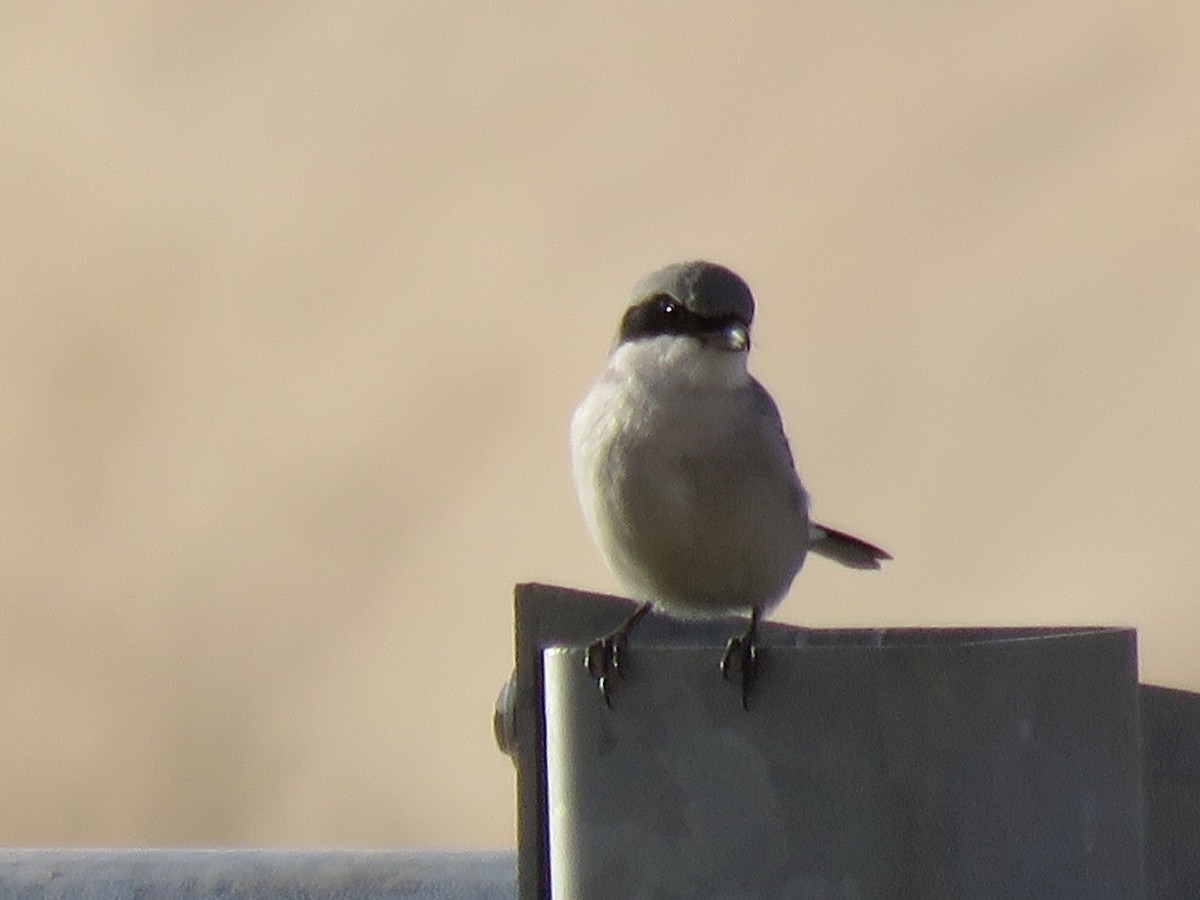 Американский сорокопут - ML645918354