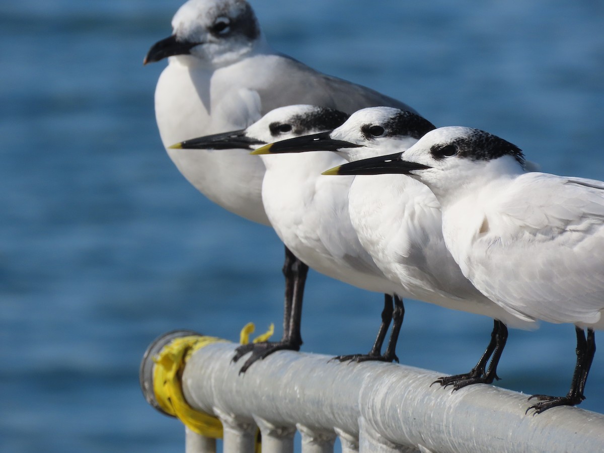 Пестроносая крачка - ML645918355